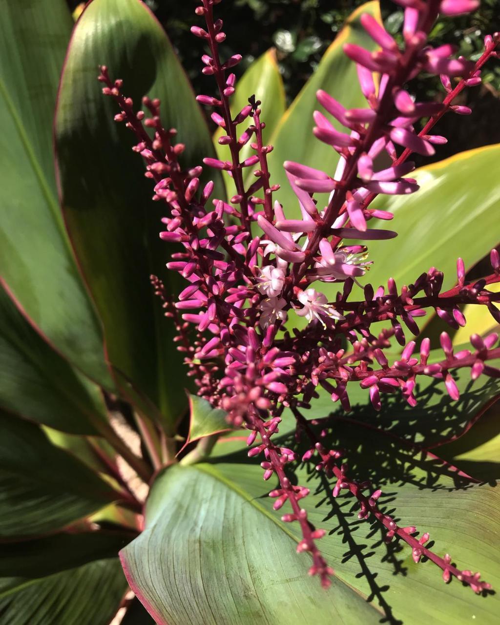 הוילה להיינה Maui Garden Oasis מראה חיצוני תמונה